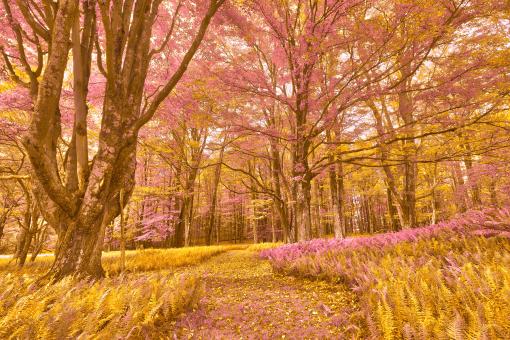 Free Stock Photo of Fern Fantasy Trail - Canaan Valley
