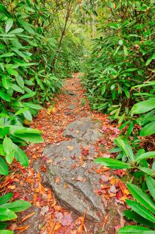 Free Stock Photo of Rocky Rhododendron Trail - Pase Point
