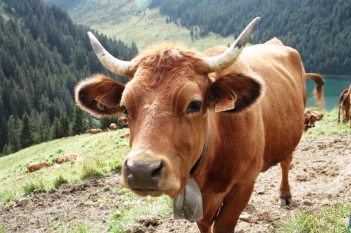 Free Stock Photo of Tarentaise