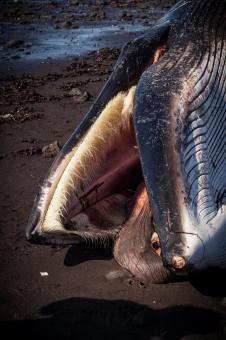 Free Stock Photo of Dead Whale Mouth