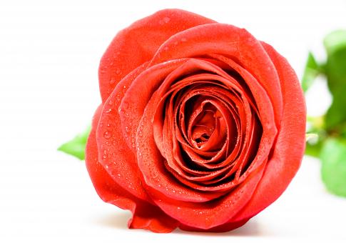 Free Stock Photo of Red Rose Closeup
