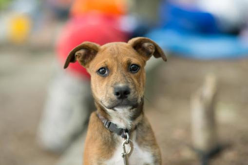 Free Stock Photo of Cute Puppy on a Leash