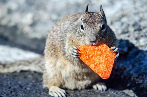 Free Stock Photo of Squirrel Eating Dorridos