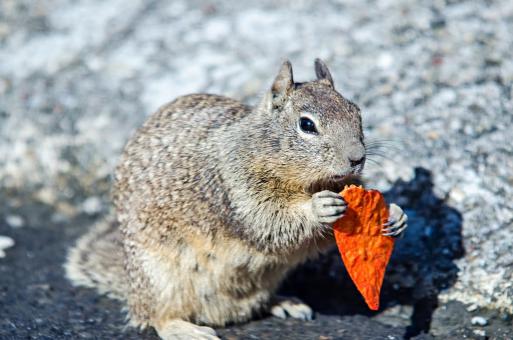 Free Stock Photo of Squirrel Snacking on Crispy Chip