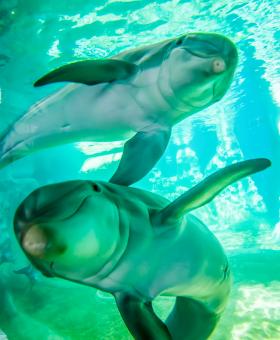 Free Stock Photo of Dolphins in Aquarium