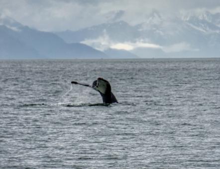 Free Stock Photo of Whale at Sea