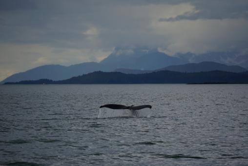 Free Stock Photo of Whale Tail