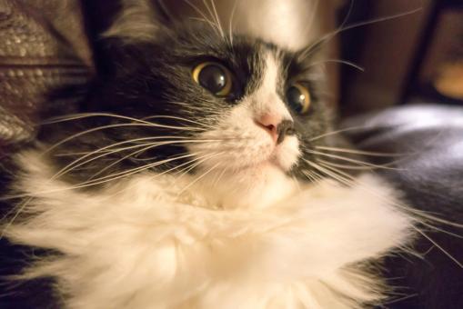 Free Stock Photo of Cat with Big Eyes