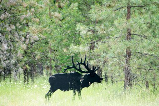 Free Stock Photo of Moose in the Forest