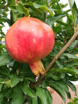 Free Stock Photo of Pomegranate