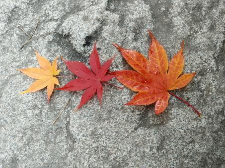 Free Stock Photo of Three Autumn Leaves