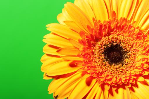 Free Stock Photo of Yellow Gerbera Flower