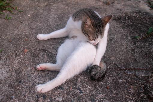 Free Stock Photo of Cat Cleaning Itself