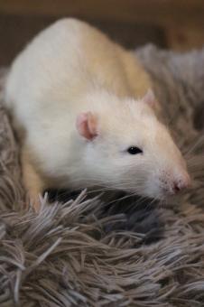 Free Stock Photo of White Rat