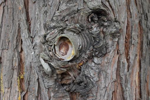 Free Stock Photo of Wood Knot Texture