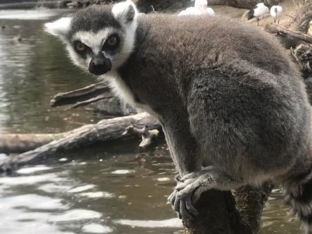Free Stock Photo of Lemur
