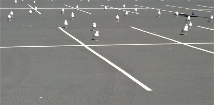 Free Stock Photo of Birds in the parking lot