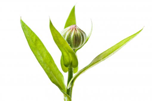 Free Stock Photo of Flower Stem