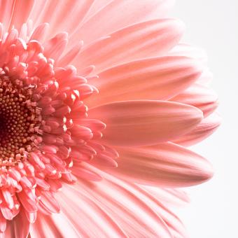 Free Stock Photo of Pink Gerbera