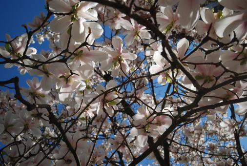 Free Stock Photo of Almond Blossom