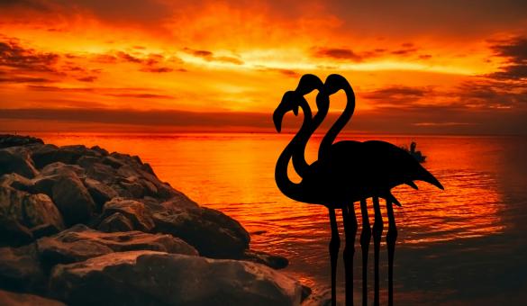 Free Stock Photo of Silhouette of Flamingos at Dusk