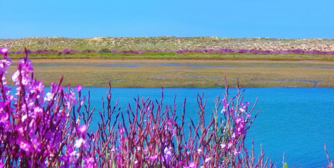 Free Stock Photo of Ria Formosa Natural Park - Algarve - Portugal