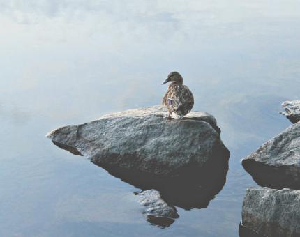 Free Stock Photo of A Lonely Duck Standing on the Rock on the Coast