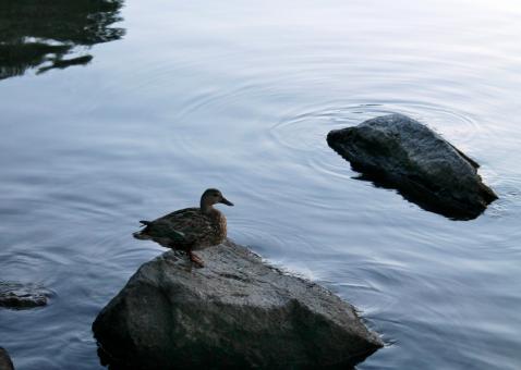 Free Stock Photo of A lonely duck near the coast