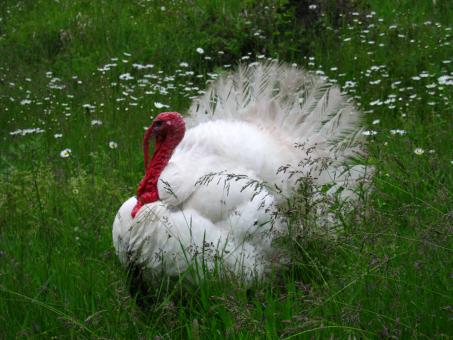 Free Stock Photo of White Male Turkey in Tall Grass with White Wildflowers
