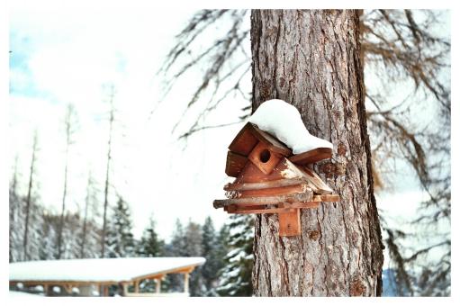 Free Stock Photo of Birdhouse in Winter