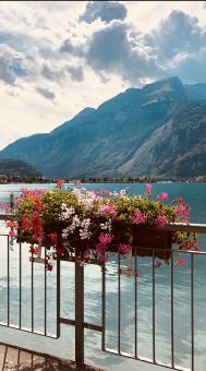 Free Stock Photo of Flowers with Mountain Background