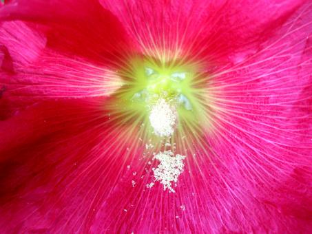Free Stock Photo of Pink Hollyhock with Pollen