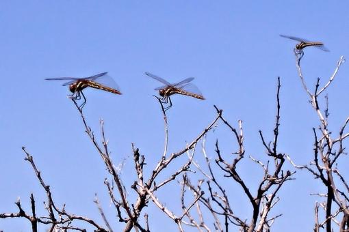 Free Stock Photo of Dragonflies Resting
