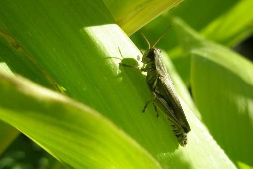 Free Stock Photo of Grasshopper on a Corn Stalk