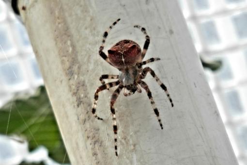 Free Stock Photo of Orb Spider