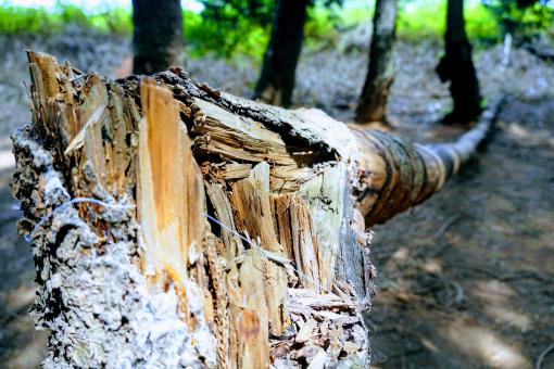 Free Stock Photo of Broken Tree