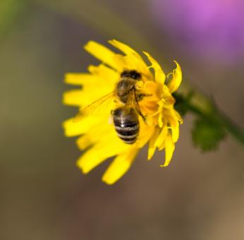 Free Stock Photo of Yellow Flower with Bee