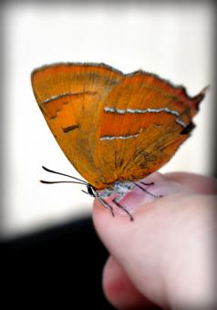 Free Stock Photo of A beautiful orange butterfly