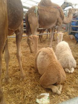 Free Stock Photo of Camels 