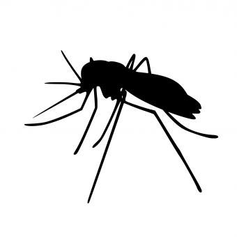 Free Stock Photo of Mosquito Silhouette