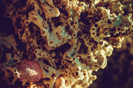 Free Stock Photo of Dead Coral Background