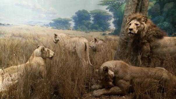 Free Stock Photo of Painting of Lions
