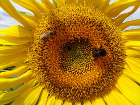 Free Stock Photo of Bees on duty, do not disturb!