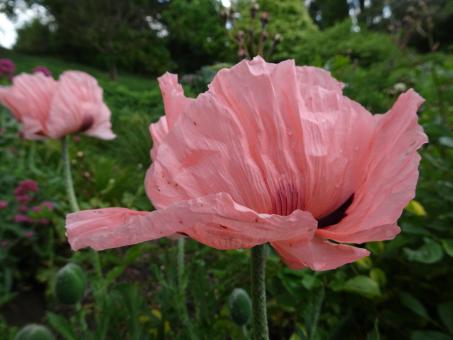 Free Stock Photo of Salmon-pink poppy