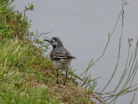 Free Stock Photo of White Wagtail Waterside Wander 