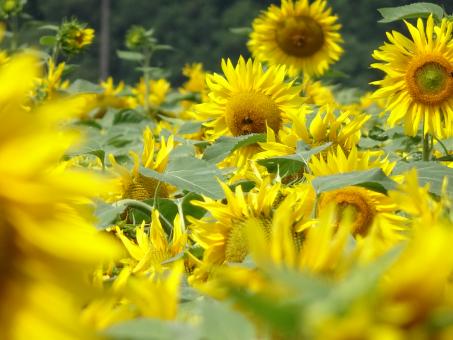 Free Stock Photo of Yellow mixture