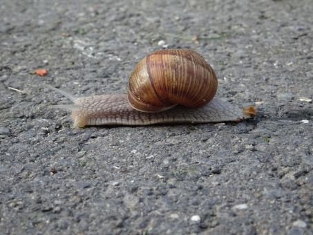 Free Stock Photo of Snails are good, very good and tasty (you should try!)