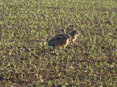 Free Stock Photo of Nowhere to hide! I'm afraid we'll end up as a hare stew...