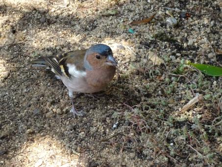 Free Stock Photo of Finch begging for food in outdoor restaurant