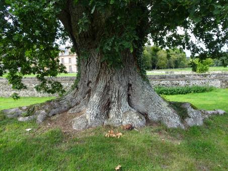 Free Stock Photo of Very old oak tree in front of a castle
